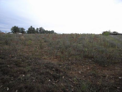 Beau terrain plat  constructible de 1002 m�, viabilisation en bordure